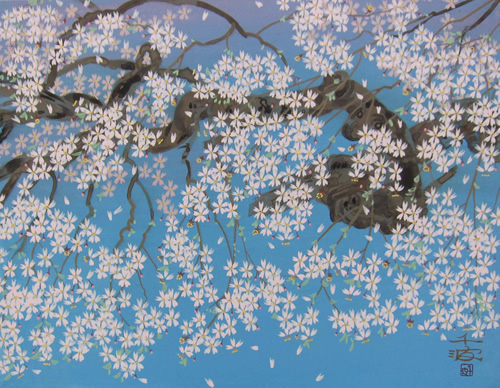 図版：「桜花清々」6F　中島 千波